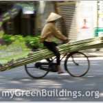 Bamboo-sostenibile-e-innovativo