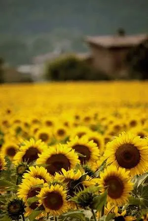 Girasoli Gialli a Sud