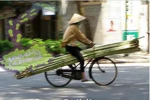 Il Bamboo: Materiale Sostenibile e Innovativo per l’Architettura Il Bamboo: Materiale Sostenibile e Innovativo per l’Architettura