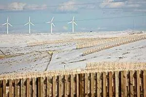 Risparmio Energetico sul Riscaldamento: la Vegetazione come Frangivento