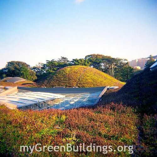 Tetti Verdi per il Risparmio Energetico e la Sostenibilità Urbana