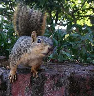 Curiosita-PCM Curiosita-PCM